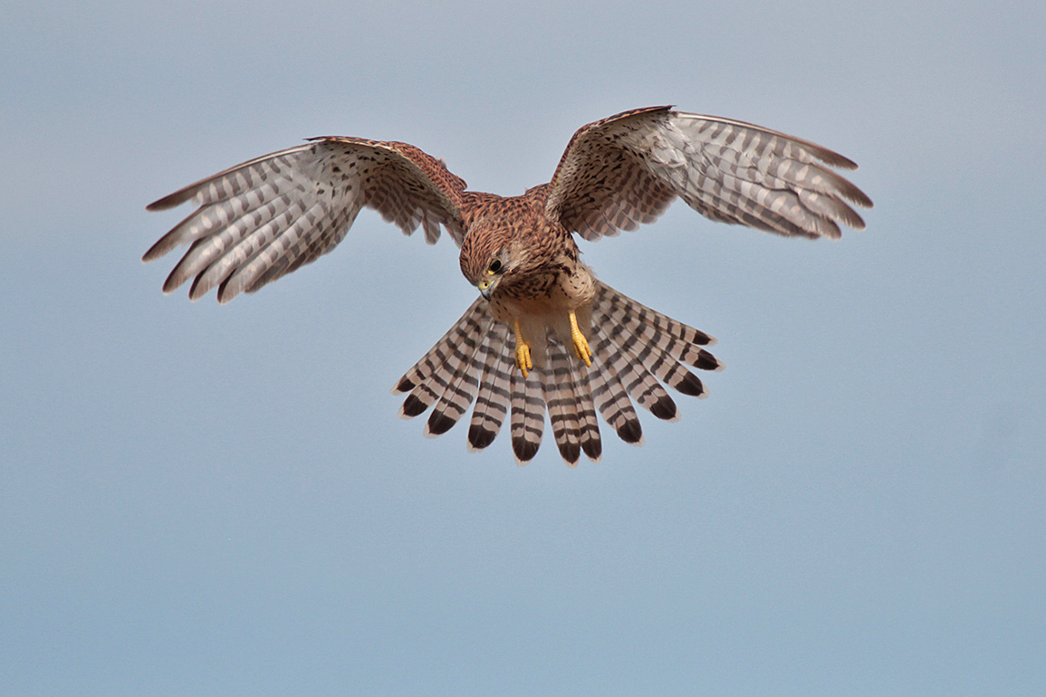 Actualités ornithologiques de la plateforme de Corbas